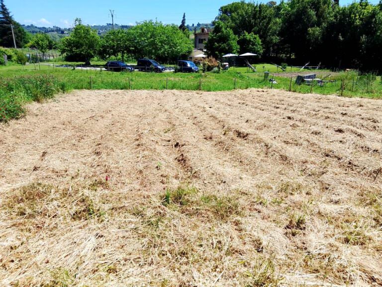 The saffron field at the farm near Chianni