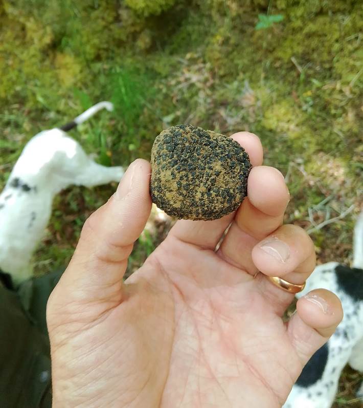 Fresh summer black truffle just found in the wood