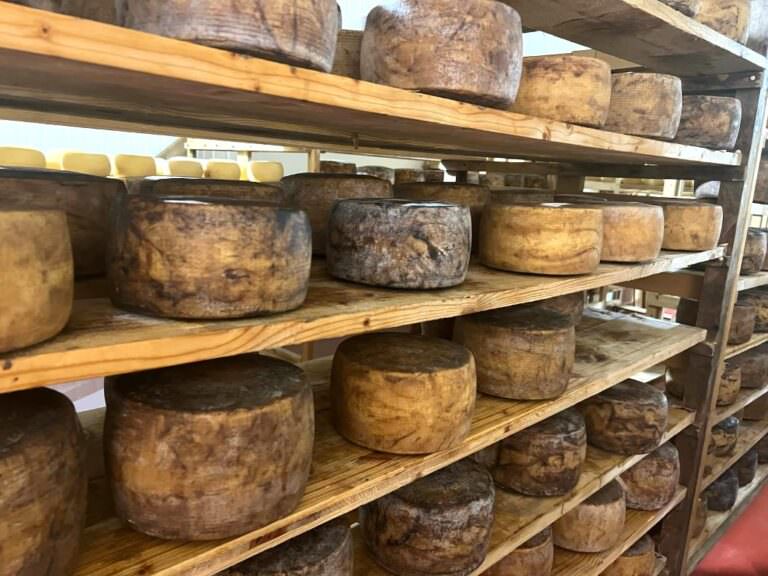 Visit to the pecorino far, near Volterra