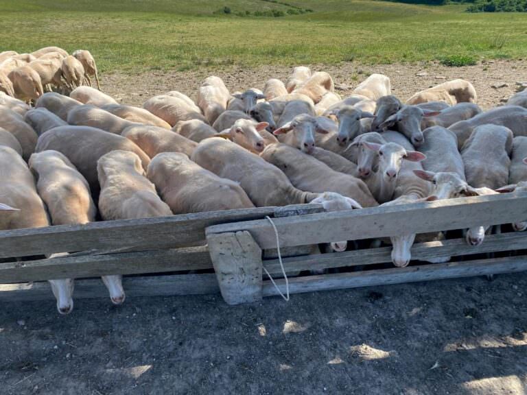 Cheese farm tour in the area of Volterra