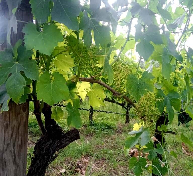 Wine tour in Terricciola area