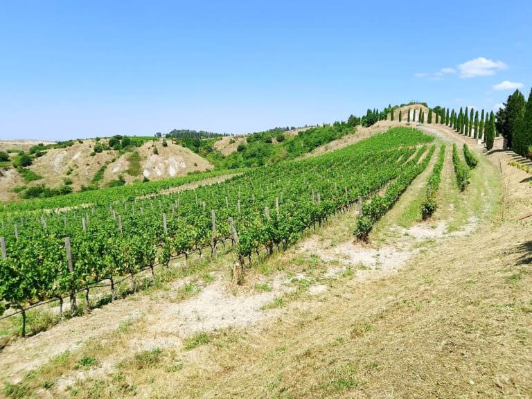 Wine tasting experience