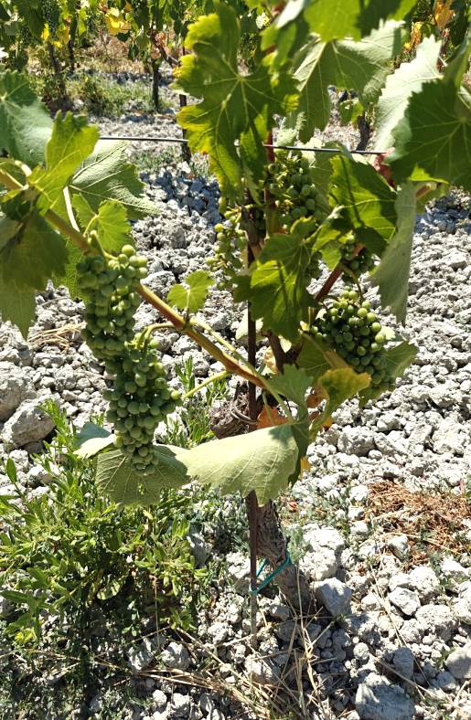 Grape harvest experience at the farm near castellina Marittima