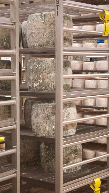Cheeses againg in the cellars