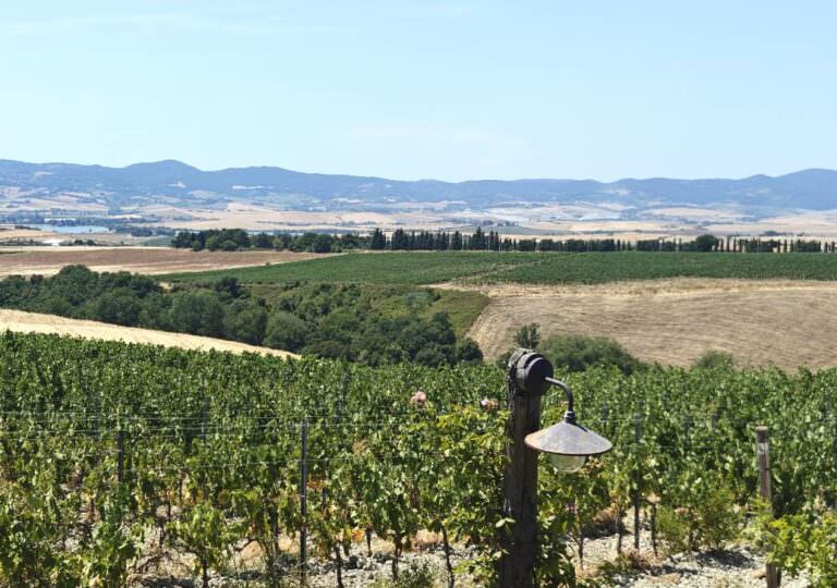 Moscardini winery located near the sea making the best supertuscan wines