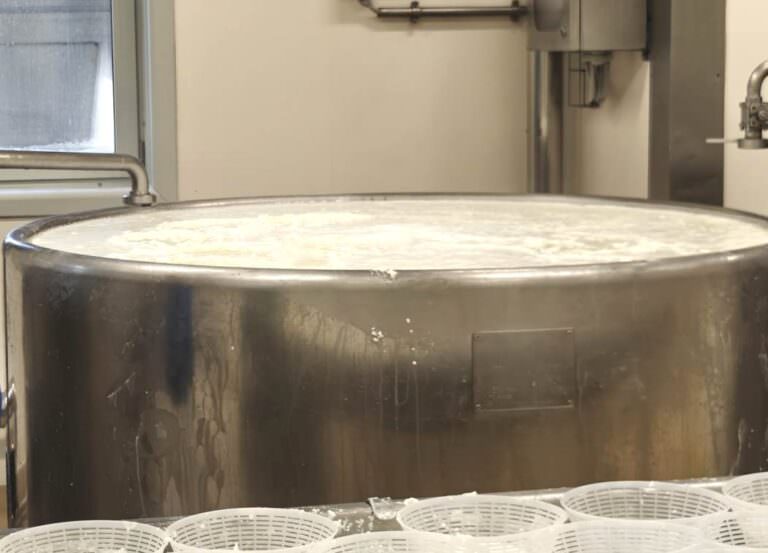 Fresh ricotta cheese made by using the milk whey