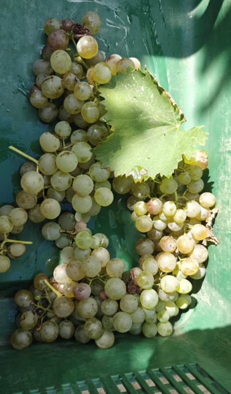 Vermentino grape