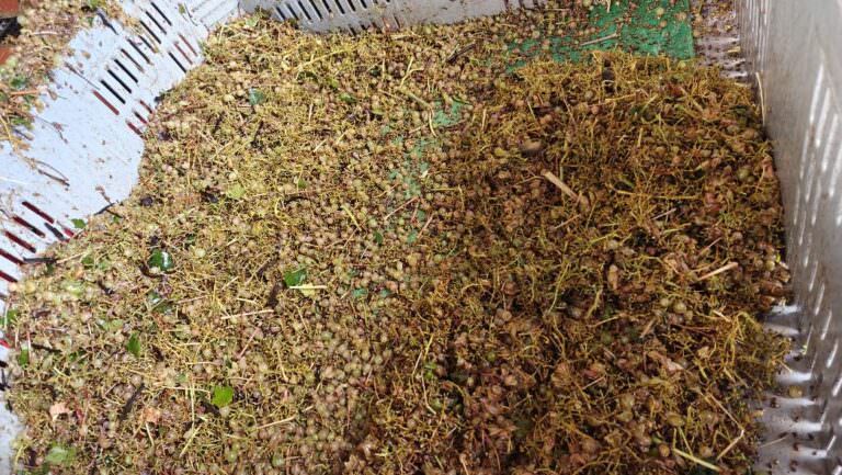 Experience the grape harvest in Tuscany with Arianna & Friends