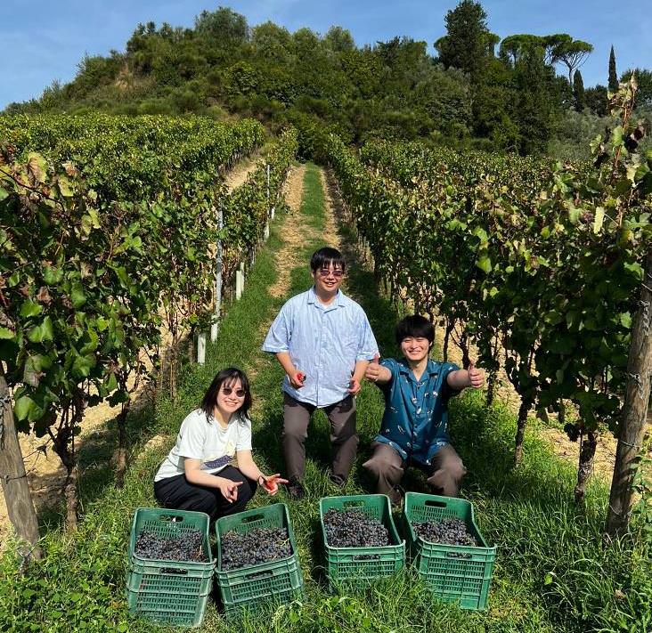 Wine tour with grape harvest