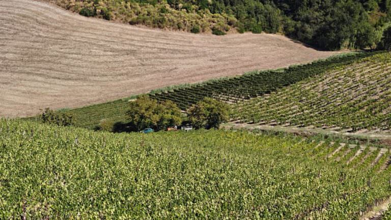The magic moment of the grape harvest in Tuscany