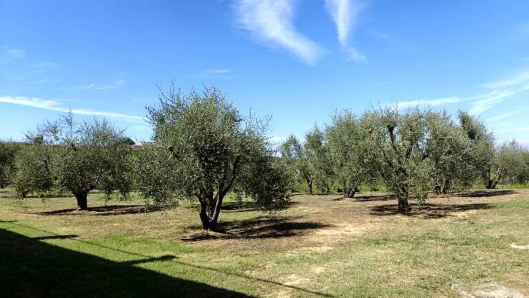 Olive oil tasting session