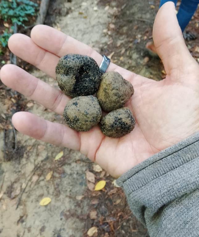 Private truffle experience in the wood with Arianna & Friends