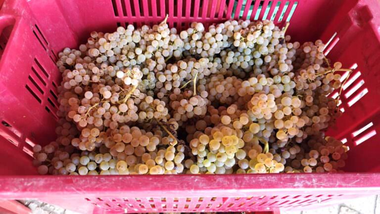 Grape harvest experience in Tuscany with Arianna and friends